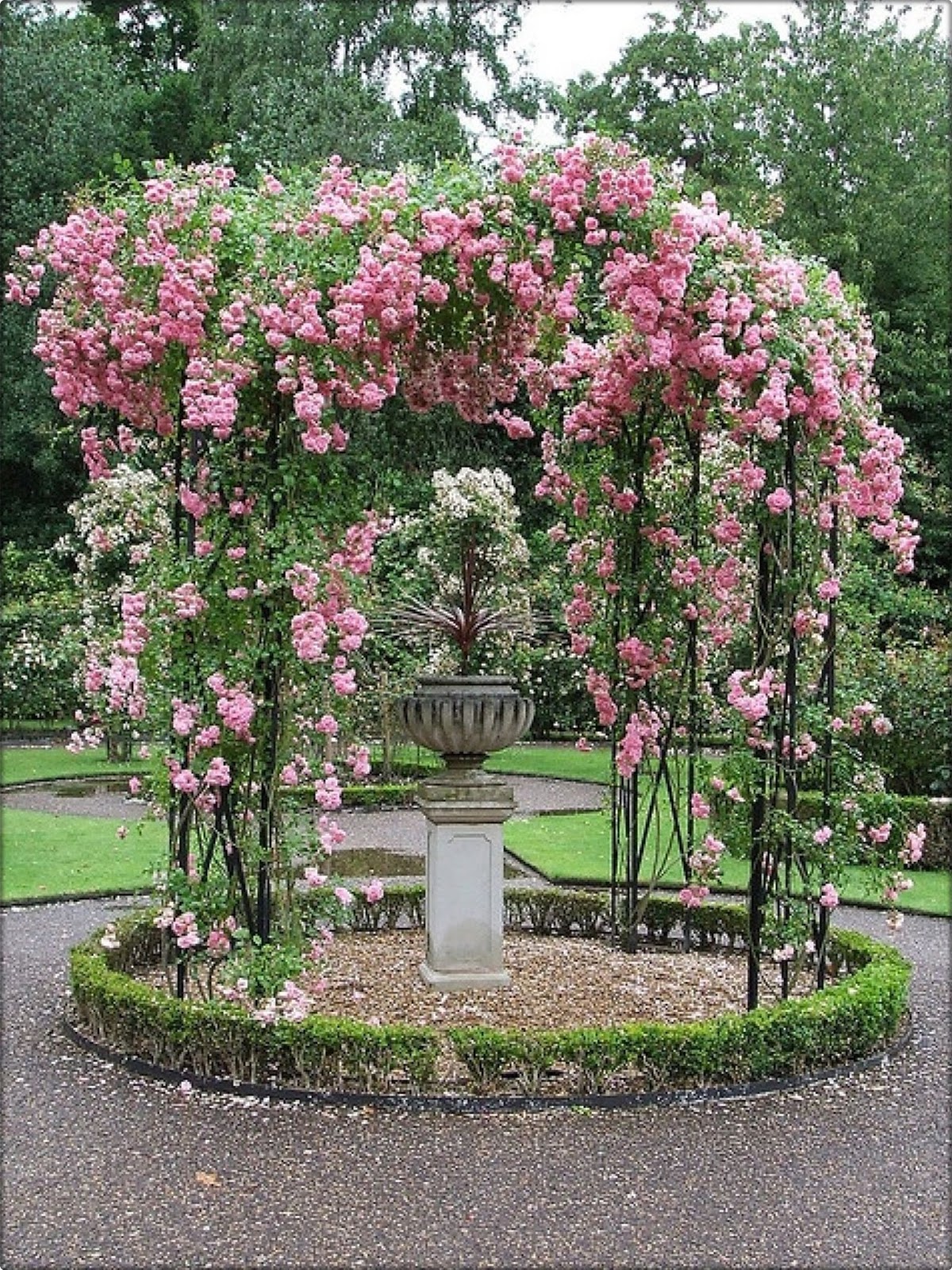 13 Best Climbing Roses for you Gardens