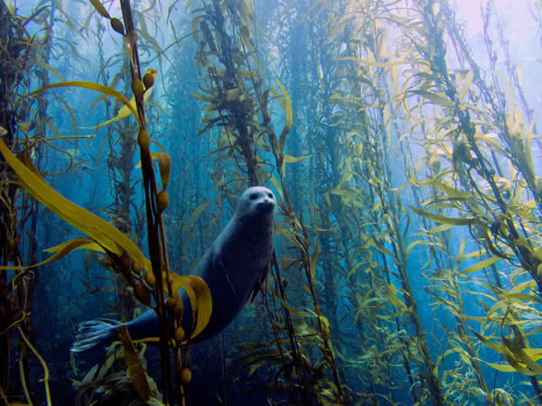 Kelp forest