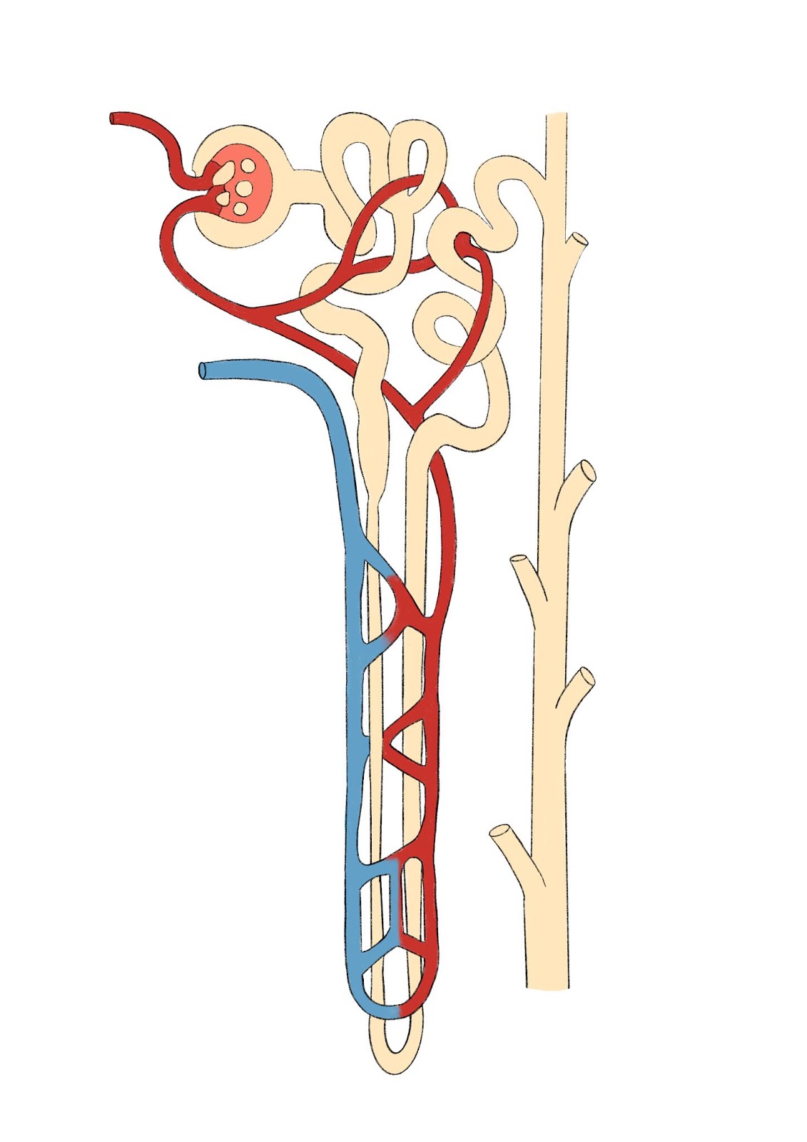 Just a Blog: Urinary system diagrams