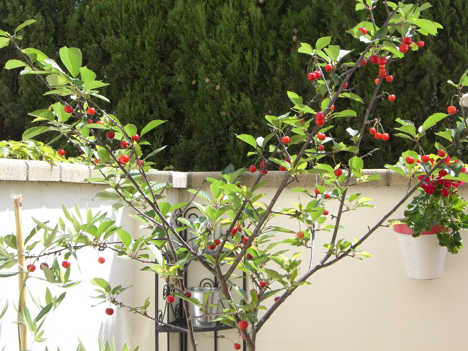 Las Flores de mi Jardín: Mis árboles