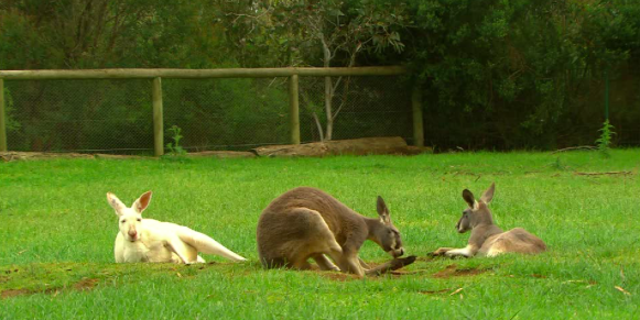 Kangaroos At Cleland Conservation Park