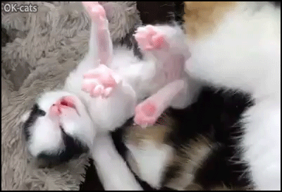 Cute Kitten GIF • Mama cleaning her cute baby lying on its back. Funny legs up and cute pink jelly bean toes Cute Kitten GIF • Mama cleaning her cute baby lying on its back. Funny legs up and cute pink jelly bean toes