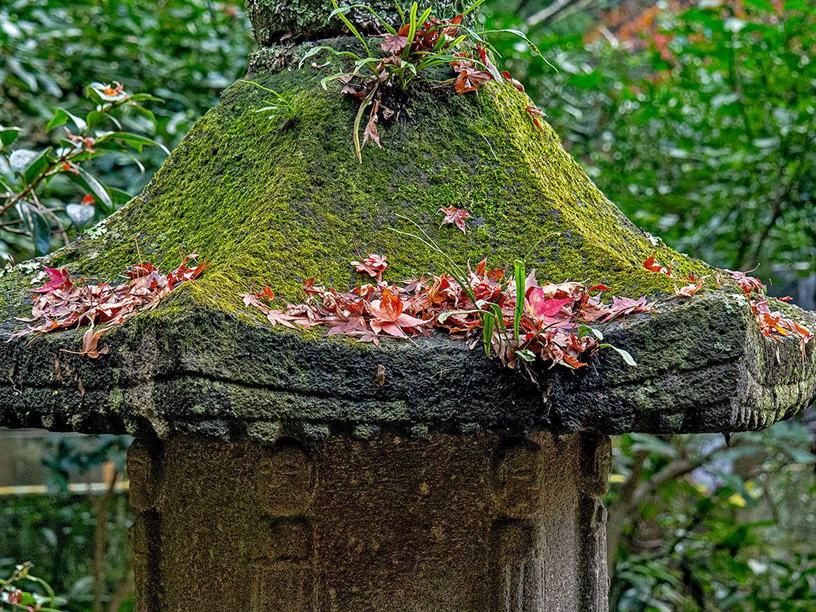 FROM THE GARDEN OF ZEN Fallen leaves Engakuji (Oubaiin)