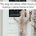 20 Hilarious Pictures Of The Silliest But Cutest Dogs In The World That Made Our Day