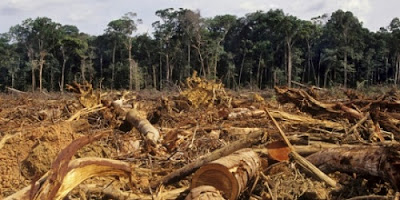 Causa disboscamento: agricoltura fabbisogno legname