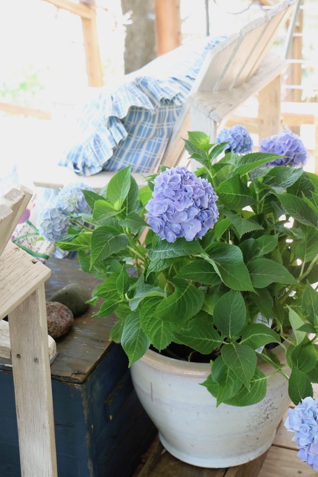 Hydrangea Arborescens Grandiflora Hydrangea Plants Poisonous