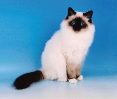 Kucing Birman Kucing Birman