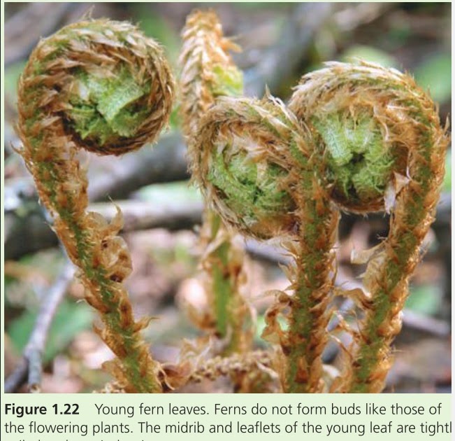 BIOLOGI GONZAGA SOAL SOAL PLANTAE AUTOTROP KELAS X IPA