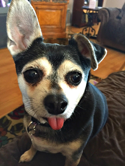 Adorable chihuahua begging for food face.