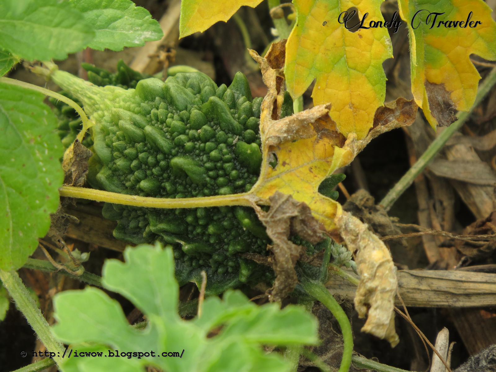 Bitter squash (করল্লা) Momordica charantia