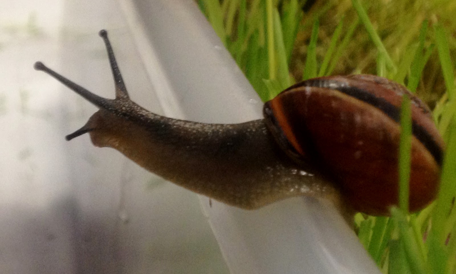 StrongStart Snail Moving