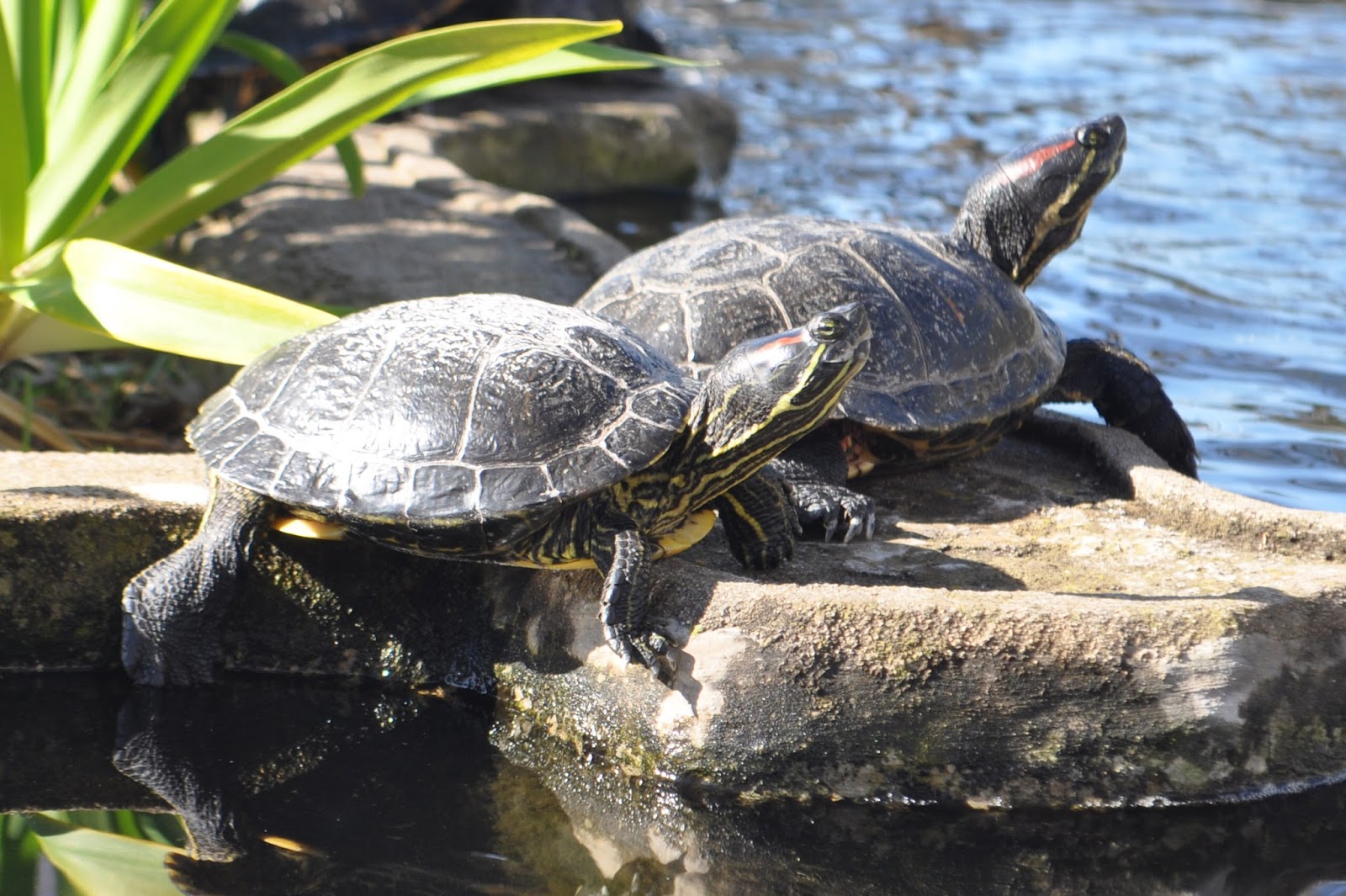 ZOOTOGRAFIANDO (MI COLECCIÓN DE FOTOS DE ANIMALES) TORTUGA DE FLORIDA