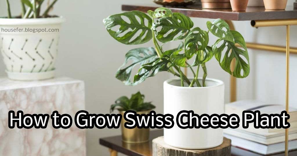 How to Grow Swiss Cheese Plant