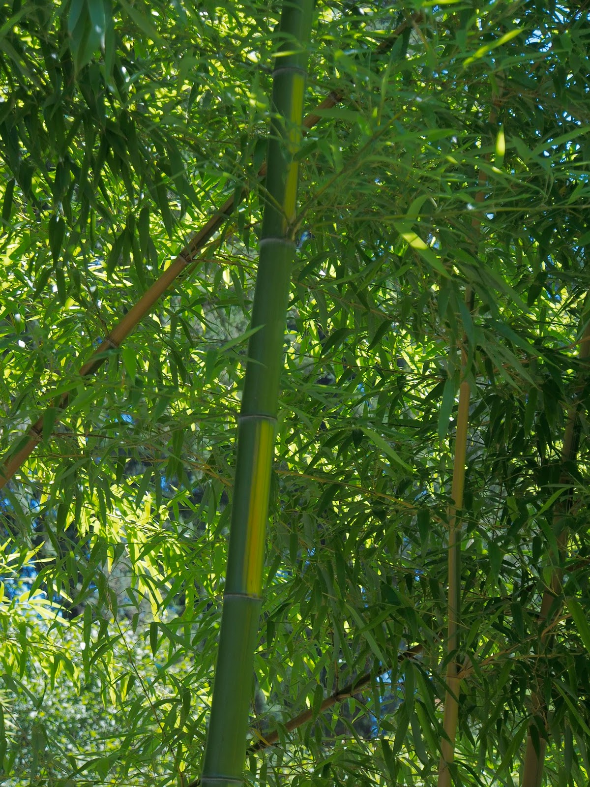 Bamboo at the Hoyt Arboretum
