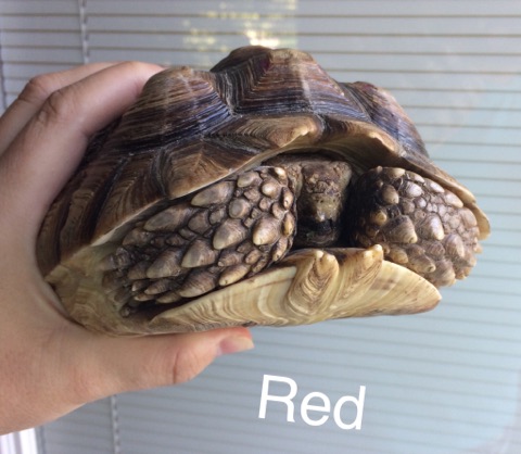 australia bearded dragon vet