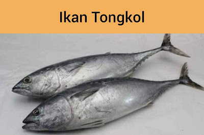 Ikan Tongkol
