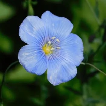 फुलांची नावे, Flowers Name In Marathi अळशी, Common Flax flowers name in Marathi