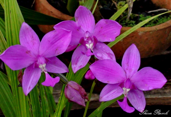 Wild orchids in sumatra: Spathoglottis plicata Blume, 1825