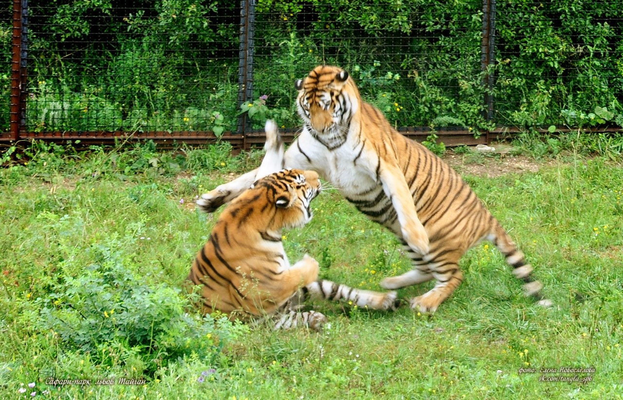 жизнь обезьян в дикой природе. жизнь жи. жизнь жи. национальный парк бандхавгарх индия. детэнц.