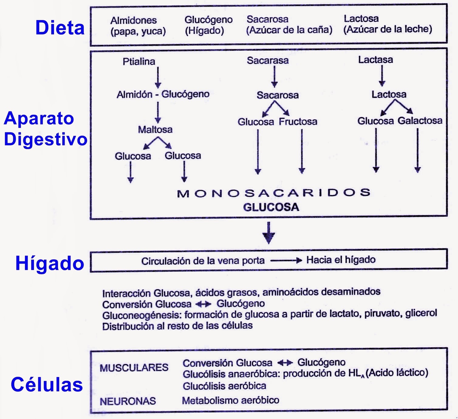 Metabolismo de los carbohidratos (glúcidos) Metabolismo de los carbohidratos (glúcidos)