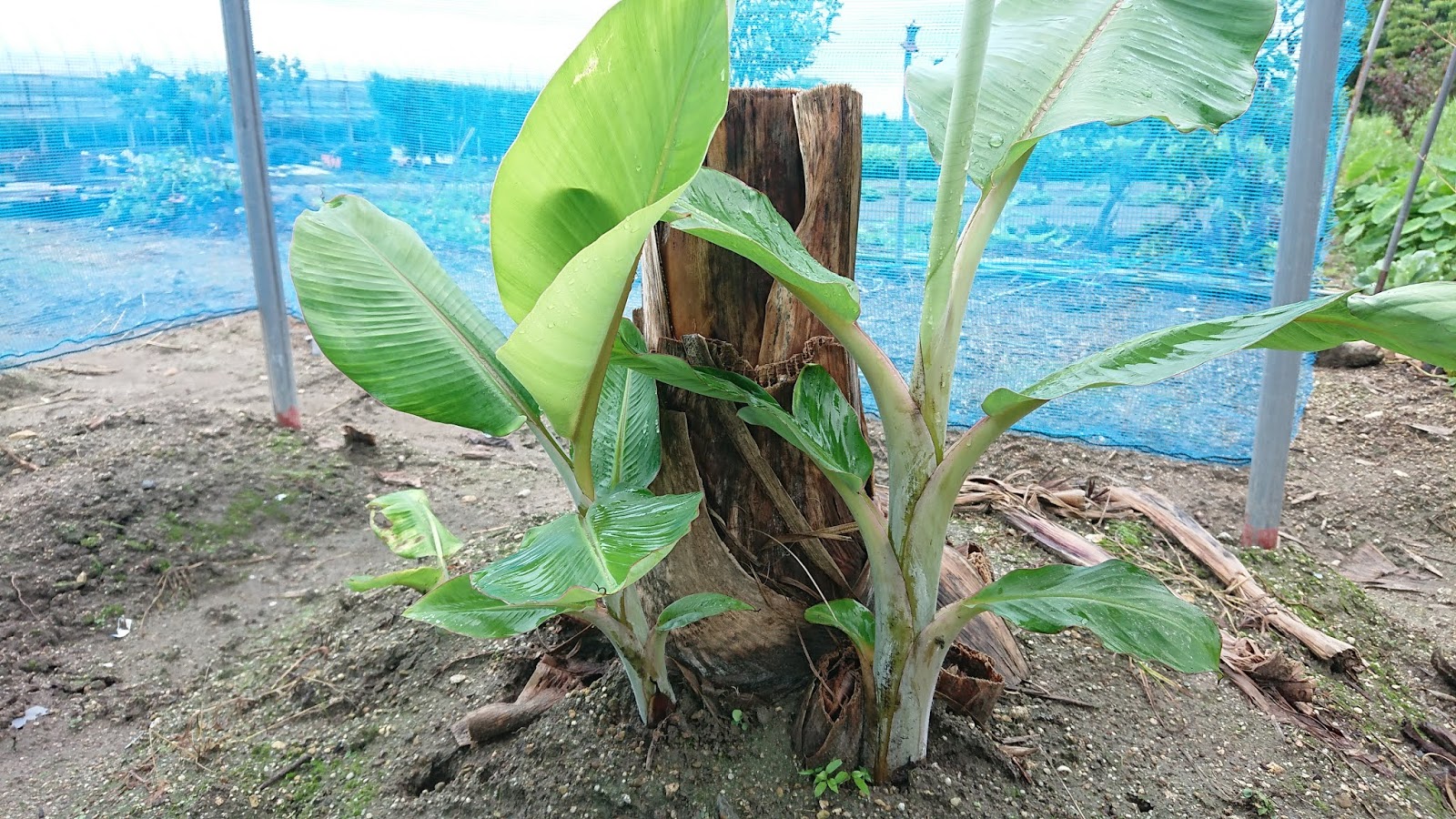 園芸知恵袋 アイスクリームバナナ 耐寒性評価