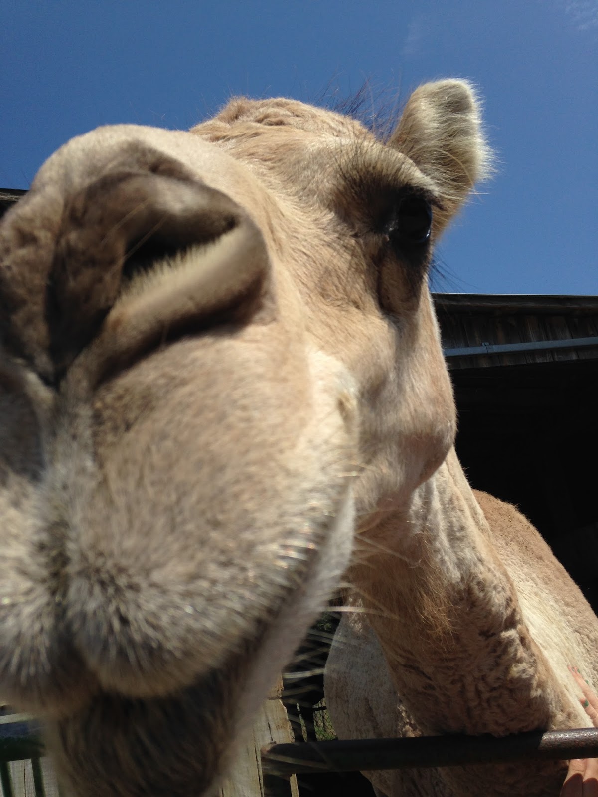 Daily Daisies: Best Drive Through Zoo