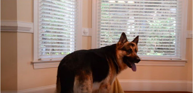 Watch This German Shepherd Help His Maltese Friend Escape From Her Kennel!