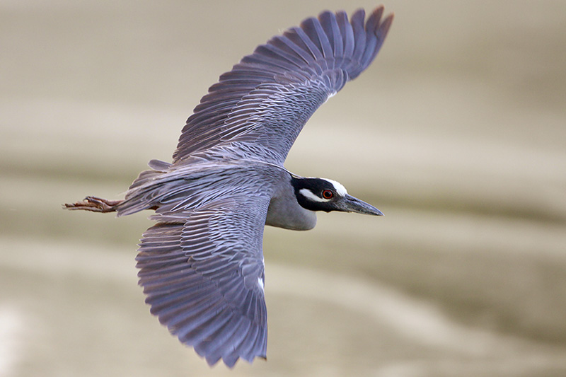 Black-crowned Night-Heron in pair