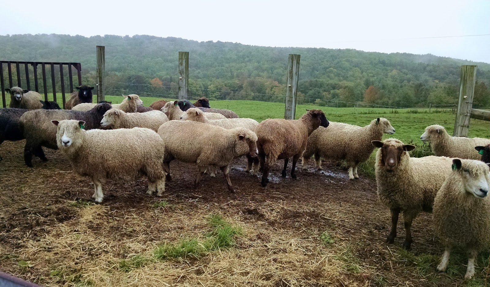 Knee Deep in Sheep How To Wash Wool