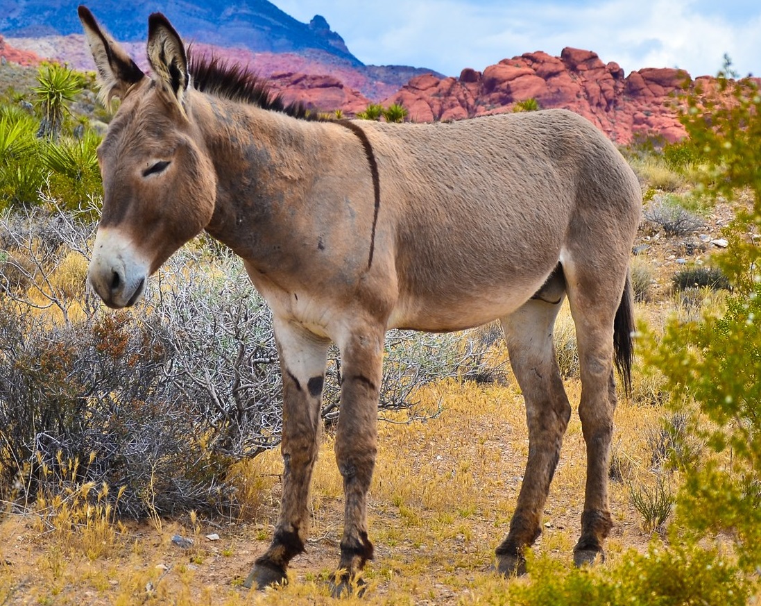 El elefante o el burro El elefante o el burro