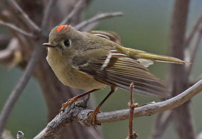 Photo of Ruby-crowned Kinglet on twigs Photo of Ruby-crowned Kinglet on twigs