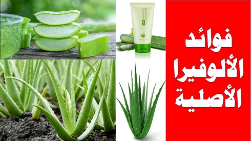 التغذية السليمة واستخدامات الالوفيرا لجعل حياتك رائعة وسهلة التغذية السليمة واستخدامات الالوفيرا لجعل حياتك رائعة وسهلة,The uses and benefits of aloe vera for a great and easy life