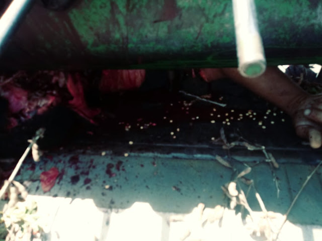 Esmagado vivo! Morador de Espigão do Oeste morre esmagado por uma colheitadeira, no MT Esmagado vivo! Morador de Espigão do Oeste morre esmagado por uma colheitadeira, no MT
