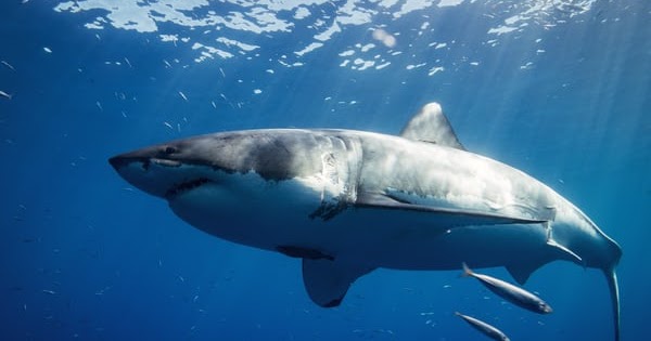 Predators Of The Ocean - NATURE SCIENTIST
