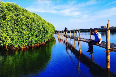 Foto Hutan Mangrove Congot Kulon Progo
