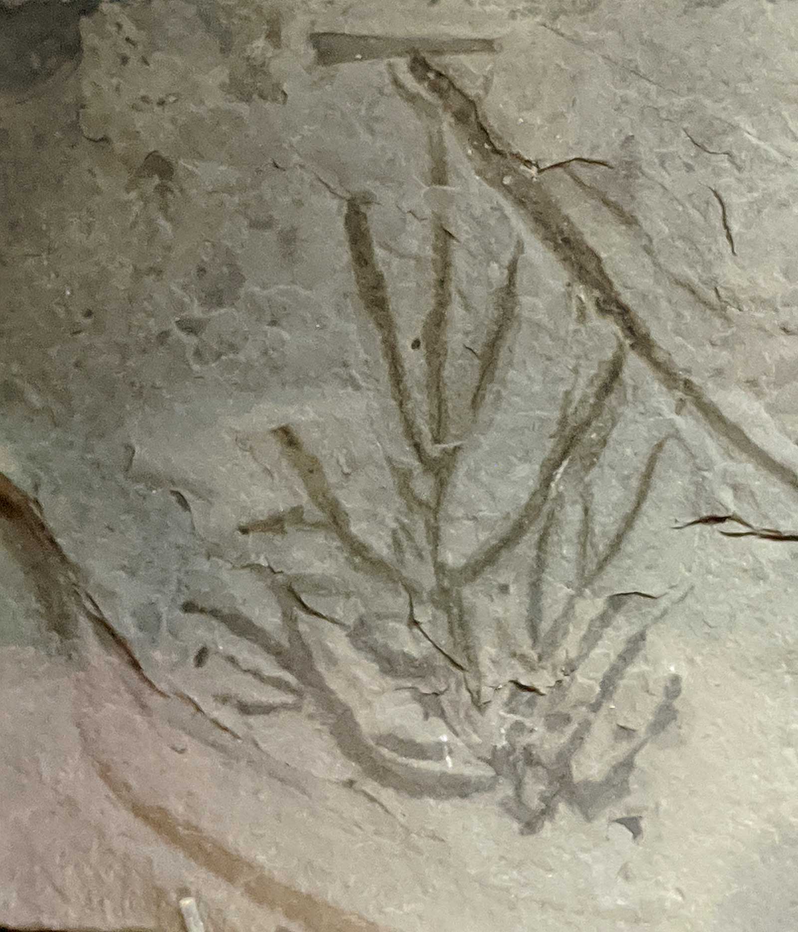 Louisville Fossils and Beyond Rhizomorphia Silurian Alga Fossil