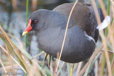 Polla d'aigua (Gallinula chlorpus)