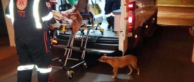 Demonstração de amor: Cachorra acompanha morador de rua levado ao hospital após passar mal em Campo Mourão