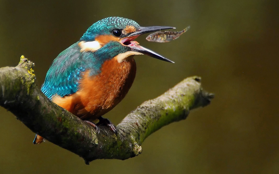Kingfisher Kingfisher