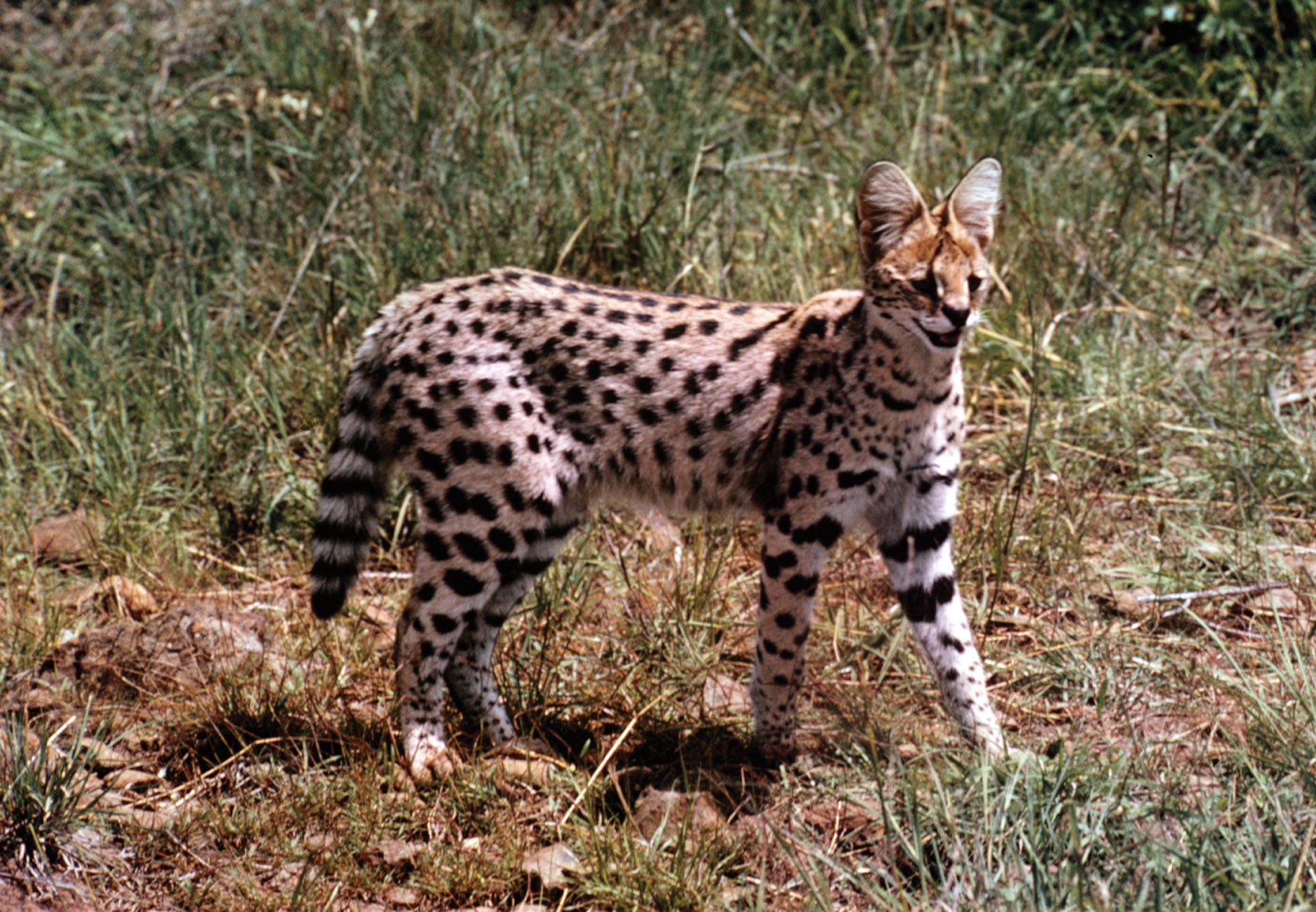 African Serval cat size, diet & population, how long does a serval live?