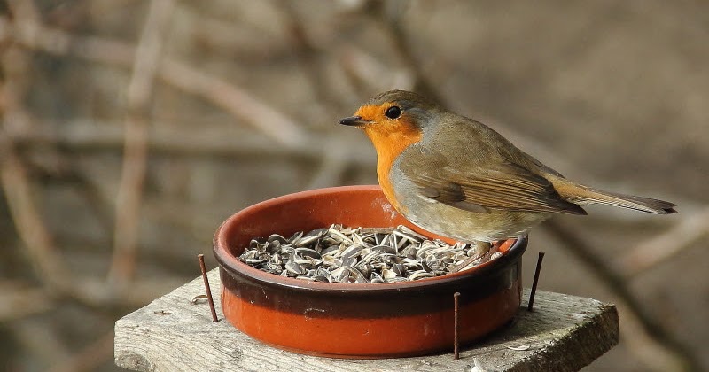 Comment le rouge gorge passe l'hiver ?