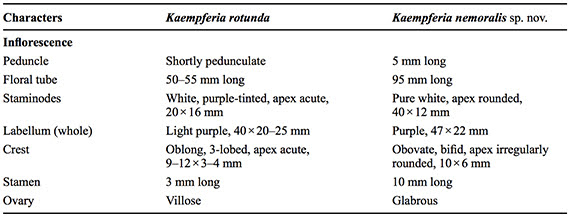 Comparison of the floral parts of Kaempferia rotunda L. and Kaempferia nemoralis Insis. sp. nov.