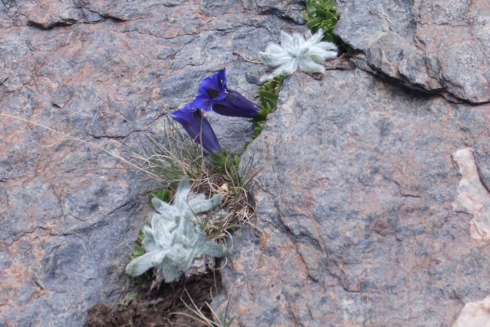 News From Sierra Nevada Guides Flowers Of Spain S Sierra Nevada Mountains