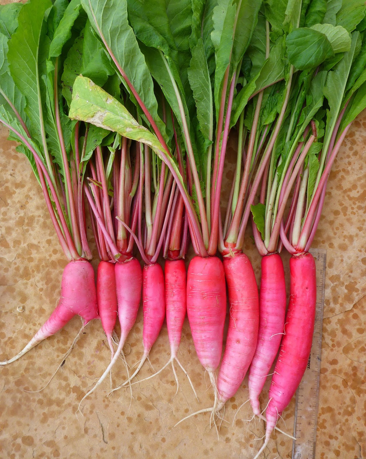 From Seed To Table Harvest Monday May 9, 2016