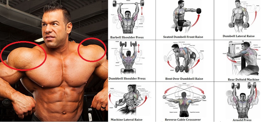 Build Arm Shoulder Muscles Build Arm Shoulder Muscles