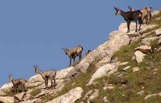 Yaban keçisi sürüsü, Piz Beveri dağı, İsviçre