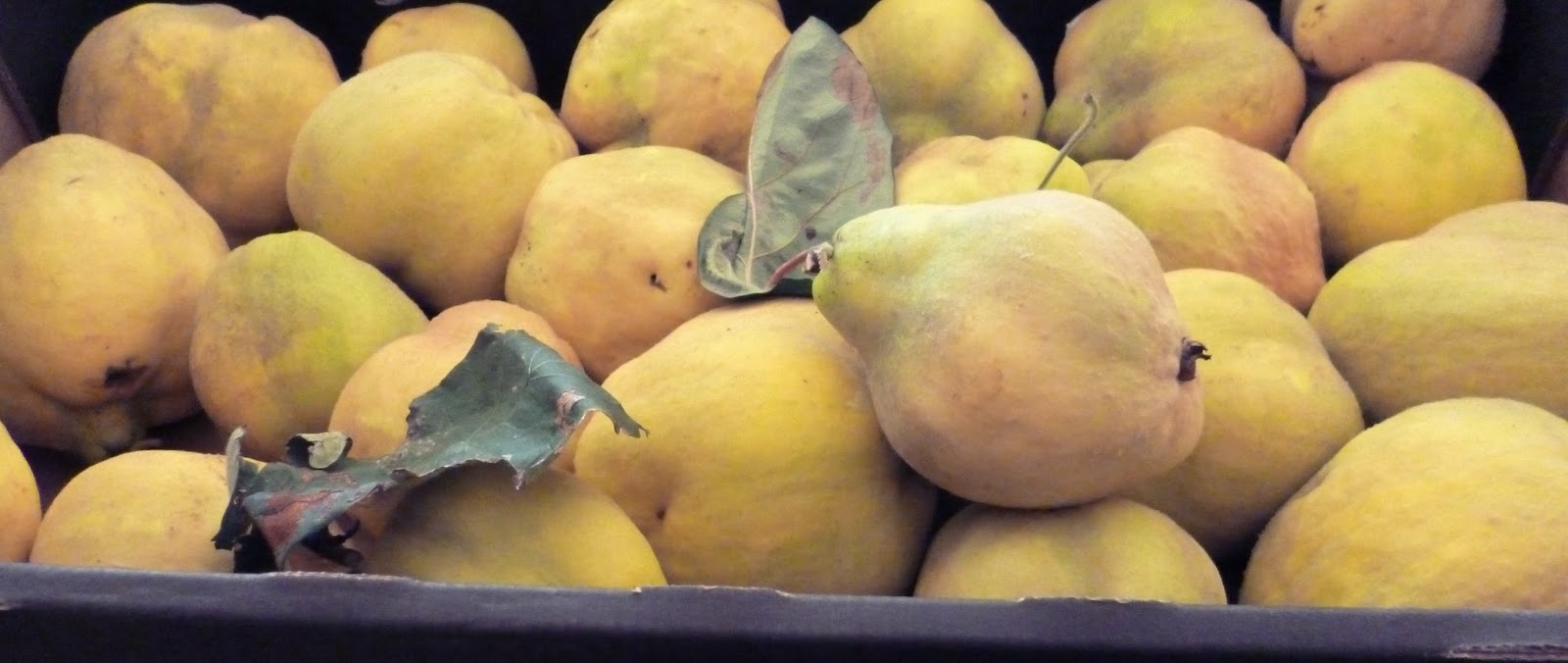 Kerrie Maloney Quince Harvest