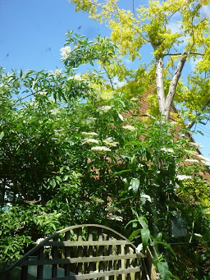 Picture of the elderflower tree above our oil tank Picture of the elderflower tree above our oil tank