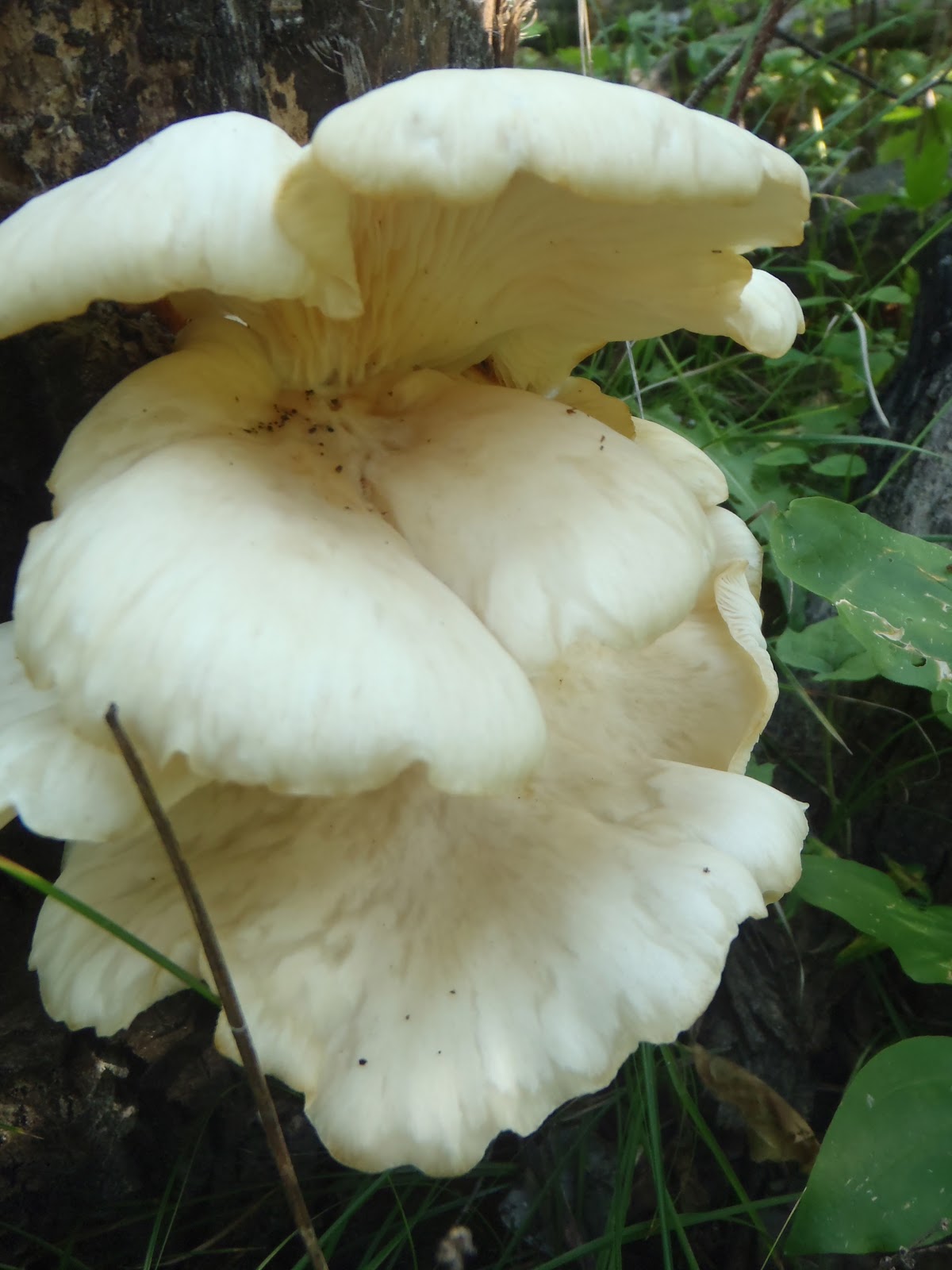 Beer, Banjos, Boats, and Biology Oyster Mushrooms