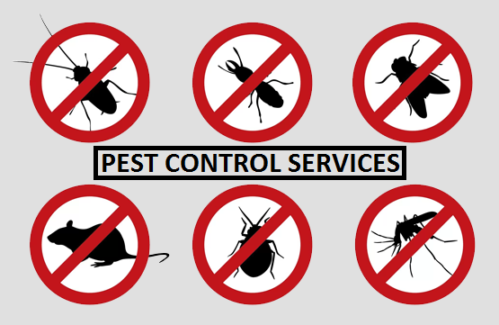 Pest Infestation Through Professional Pest Control Service